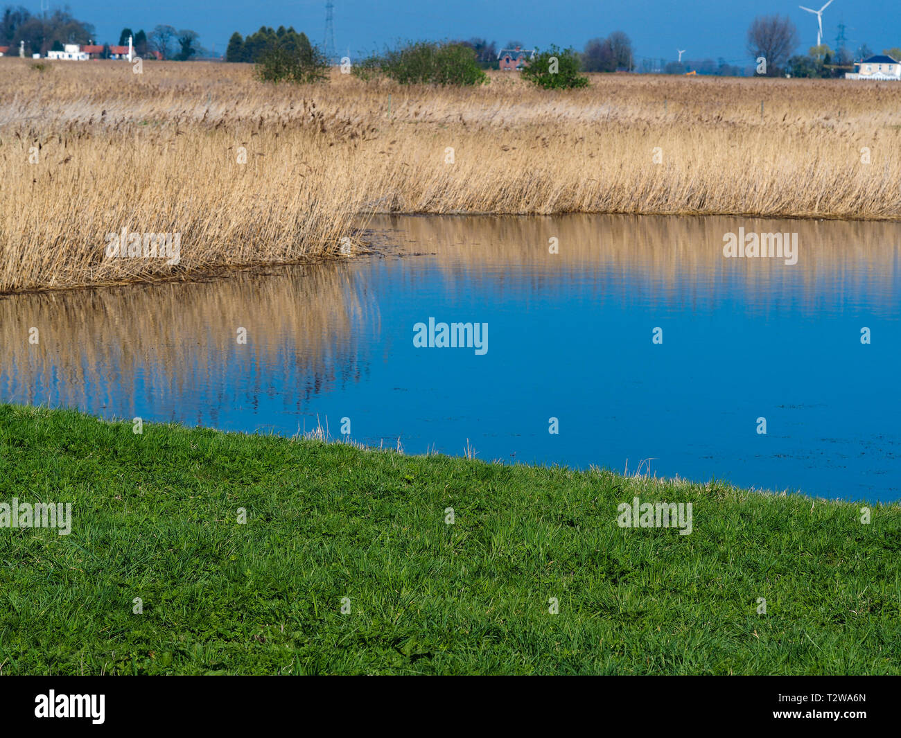 Golden ance e delle zone umide costiere a Blacktoft Sands Riserva Naturale, East Yorkshire, Inghilterra Foto Stock