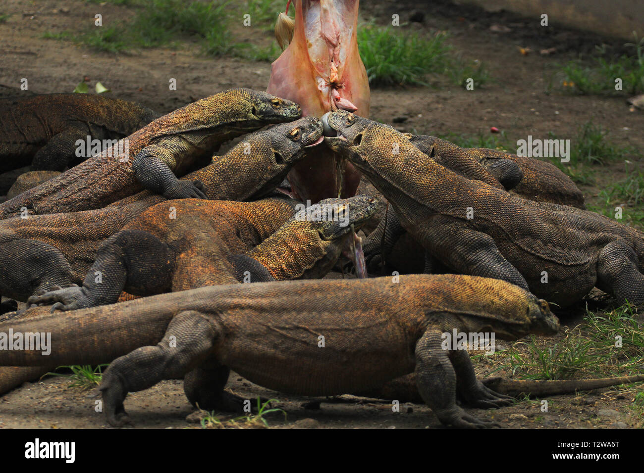 Antica draghi animali provenienti da Indonesia Foto Stock