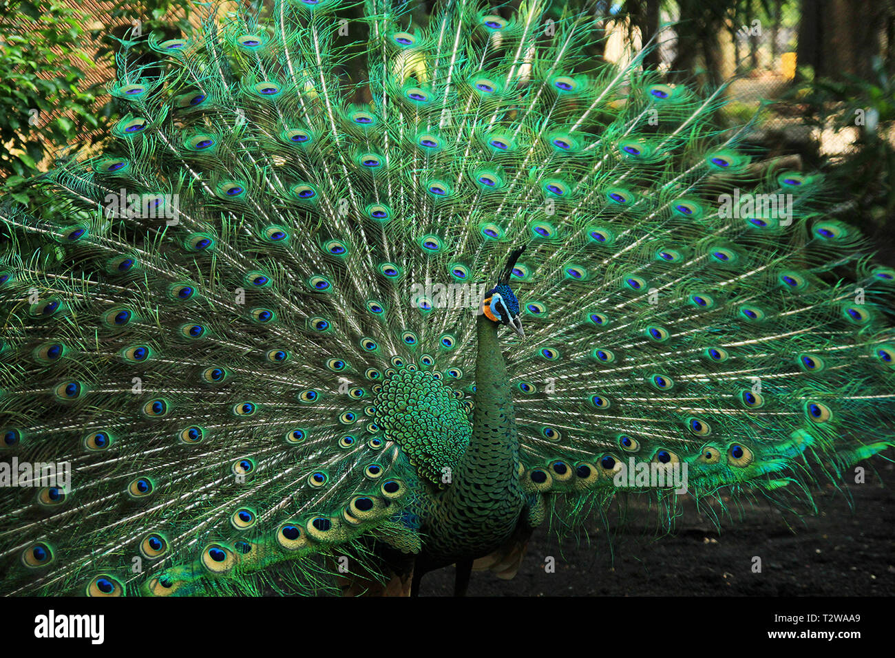 Antica draghi animali provenienti da Indonesia Foto Stock