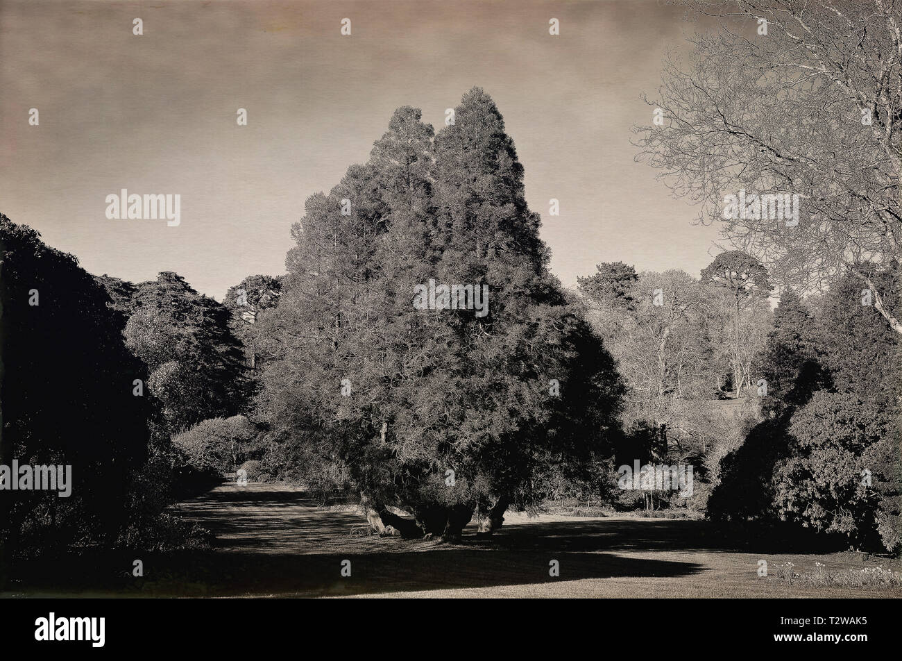 Un pesantemente manipolato immagine di un giardino formale - Giovanni Gollop Foto Stock