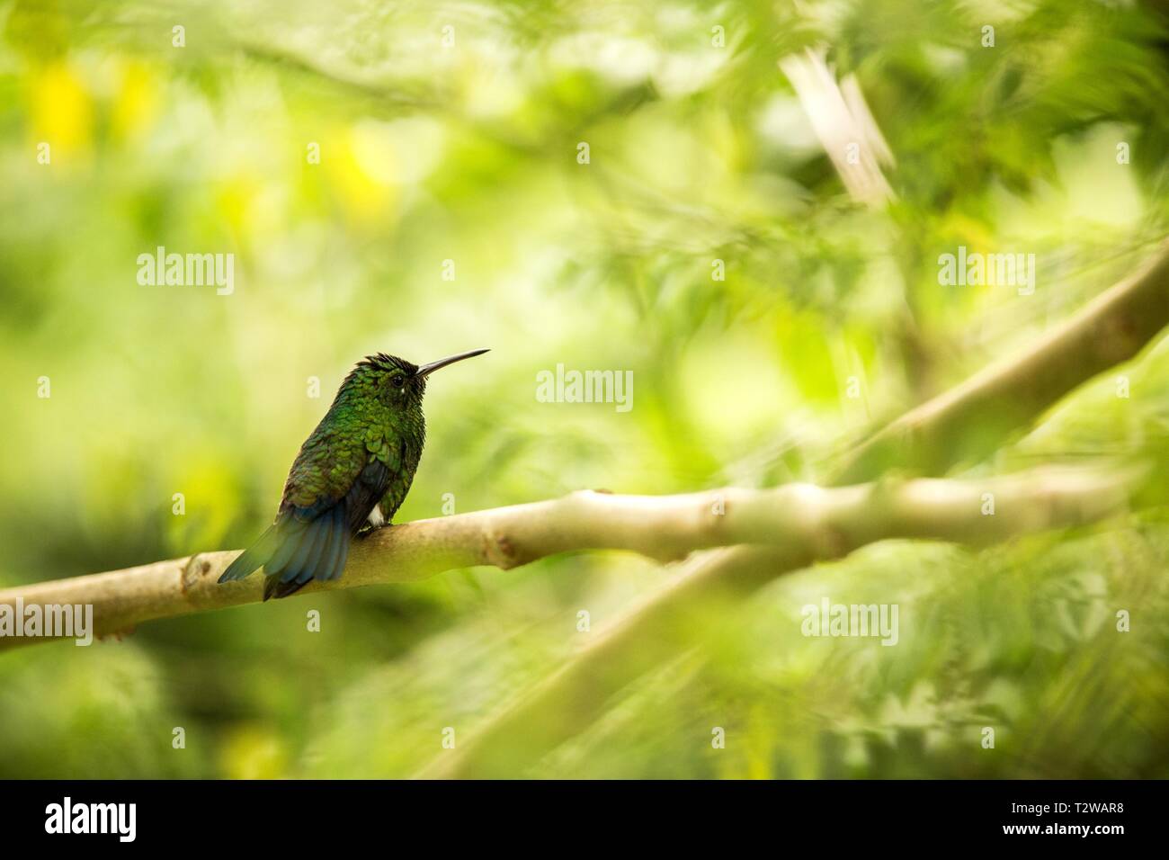 Incandescente Puffleg seduta sul ramo in pioggia, hummingbird dalla foresta pluviale tropicale,Colombia,bird si appollaia,tiny bellissimo uccello poggiante su albero in giardino, Foto Stock