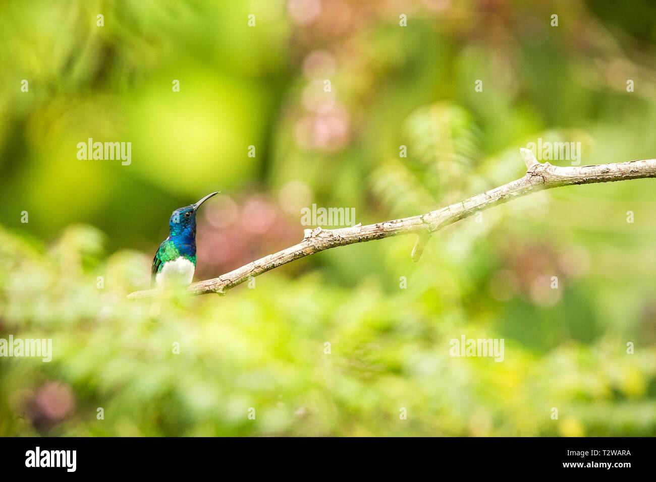 Bianco-colli seduta giacobina sul ramo, hummingbird dalla foresta pluviale tropicale,Ecuador,bird si appollaia,tiny bellissimo uccello poggiante su albero in giardino,clea Foto Stock