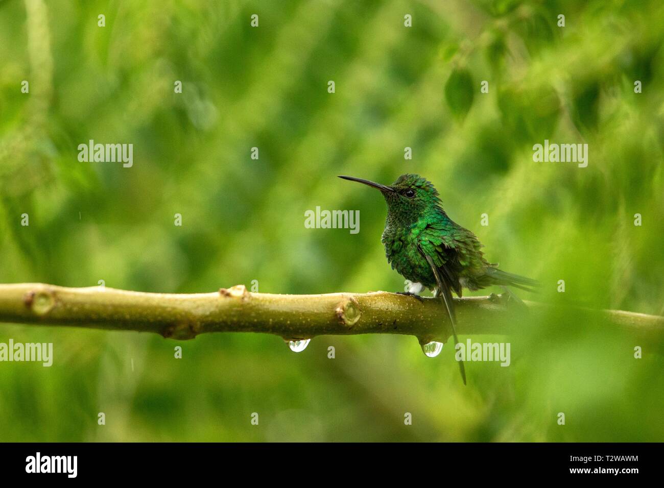 Steely sfiatata hummingbird seduta sul ramo in pioggia, hummingbird dalla foresta pluviale tropicale,Colombia,bird si appollaia,tiny bellissimo uccello poggiante su albero Foto Stock
