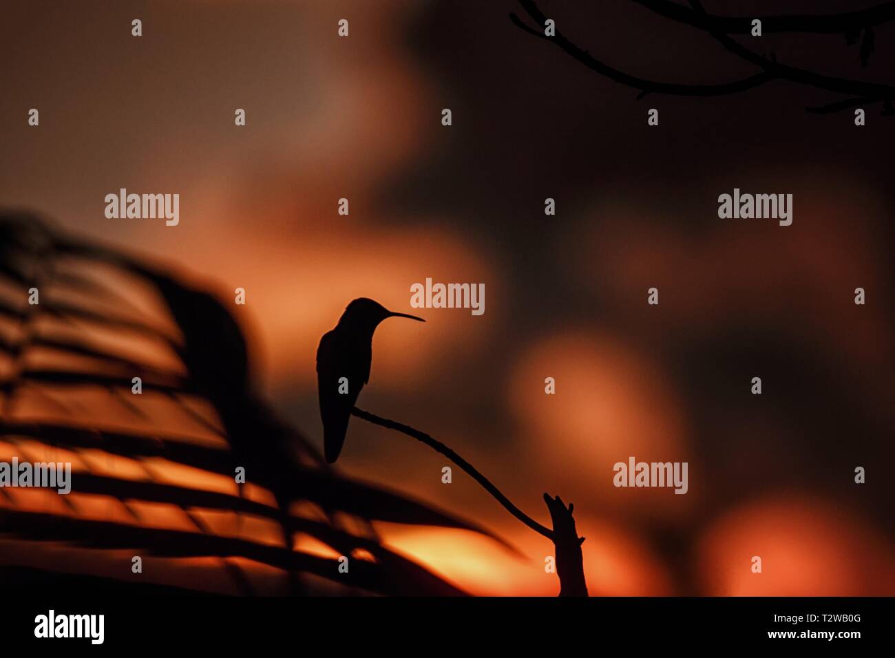 Verde viola-orecchio seduta sul ramo, hummingbird da foresta pluviale, Colombia, bird perchin al tramonto nel giardino,Cancella sfondo,bird silhouette isolato Foto Stock