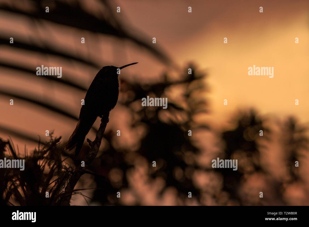 Verde viola-orecchio seduta sul ramo, hummingbird da foresta pluviale, Colombia, bird perchin al tramonto nel giardino,Cancella sfondo,bird silhouette isolato Foto Stock