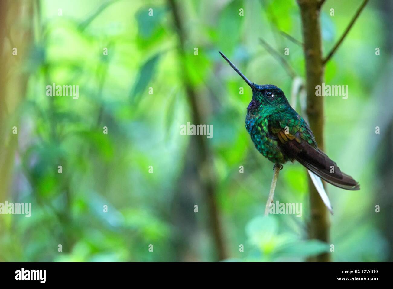 White-tailed starfrontlet seduta sul ramo, hummingbird dalla foresta tropicale,Colombia,bird si appollaia,tiny bird in appoggio nella foresta pluviale,chiaro colorato ba Foto Stock