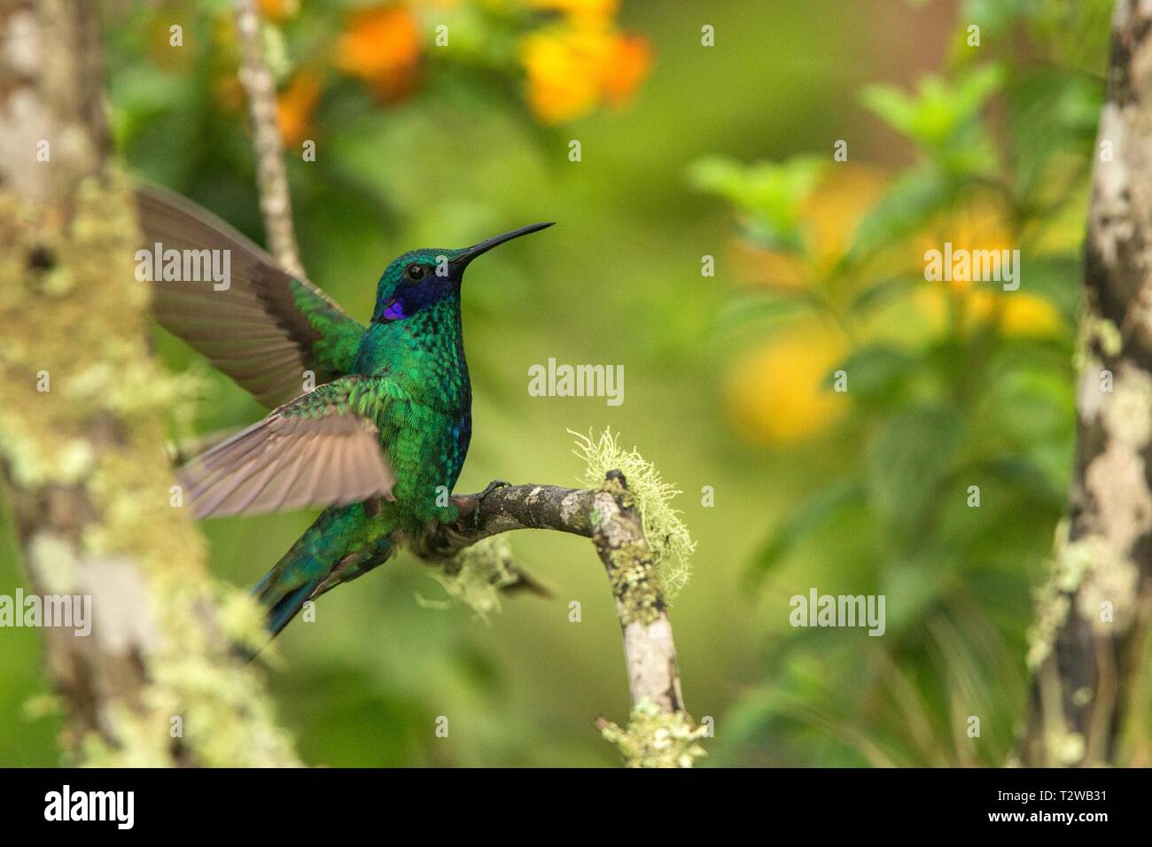 Verde viola-orecchio seduta sul ramo, hummingbird dalla foresta tropicale,Ecuador,bird si appollaia,piccolo uccello con ali teso,chiaro sfondo colorato Foto Stock