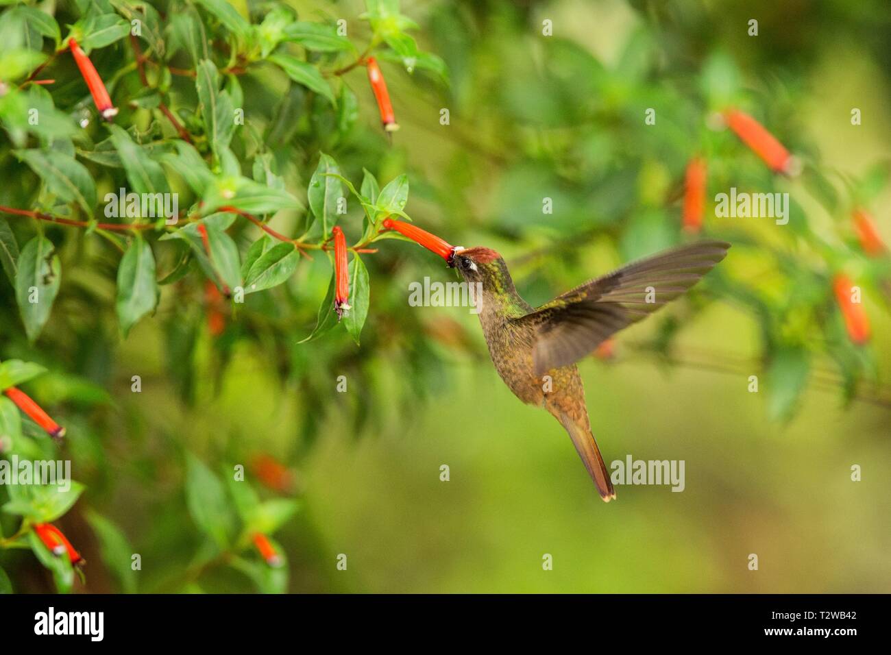 Hummingbird endemica passando accanto al fiore rosso in pioggia,la foresta tropicale, Colombia, bird succhiare il nettare dal fiore in giardino,bellissima hummingbird wi Foto Stock