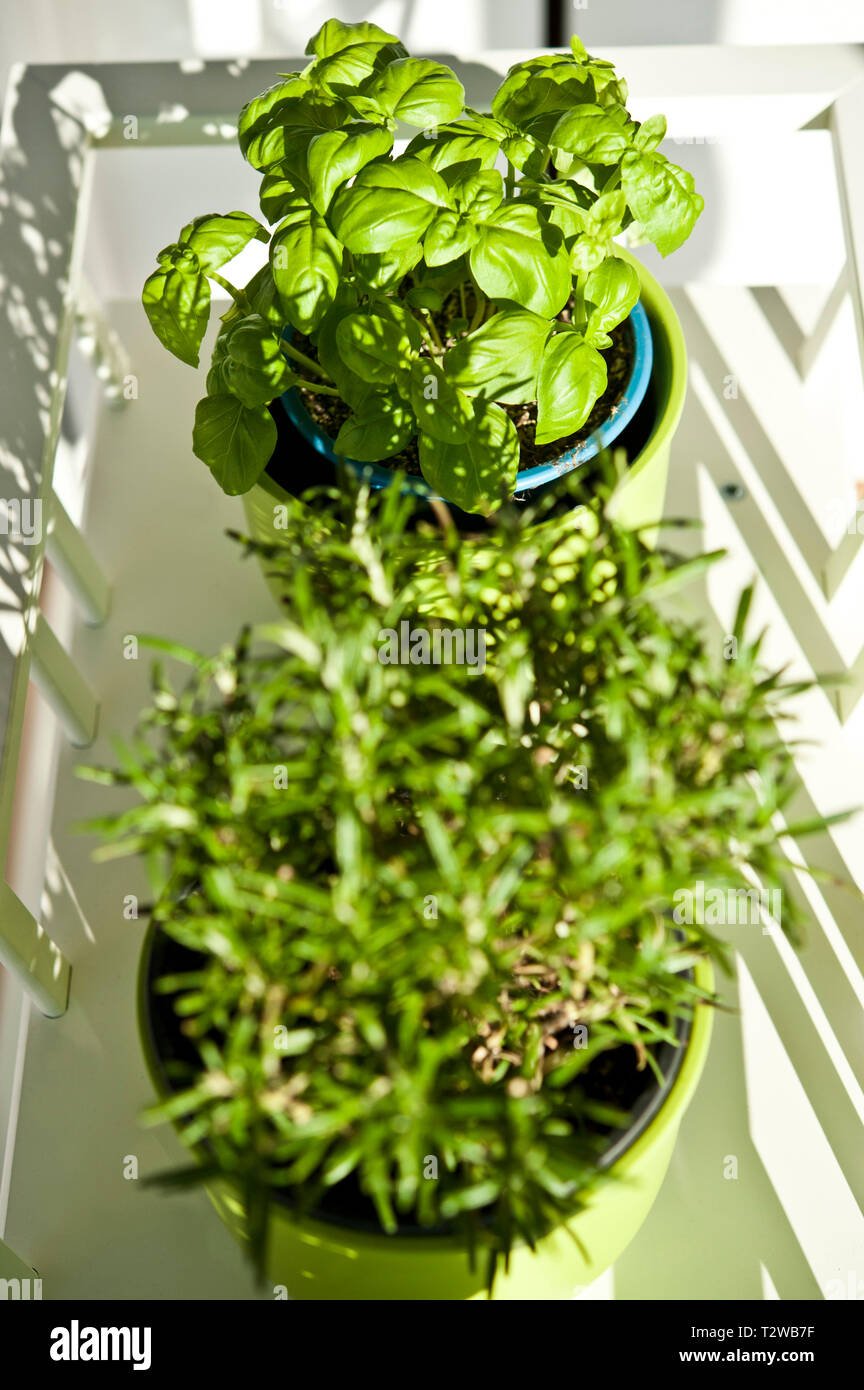 Il basilico e il rosmarino e piante in vasi di verde Foto stock - Alamy