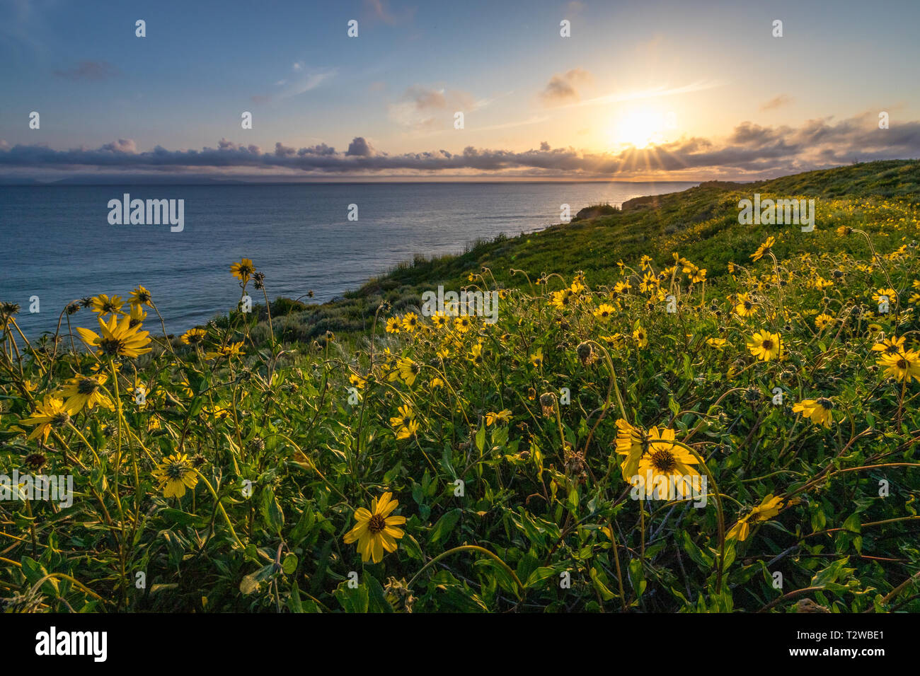 Splendide coste vista al tramonto con scogliere ricoperti di fiori selvatici giallo durante la California Super Bloom di 2019, Rancho Palos Verdes, Californ Foto Stock
