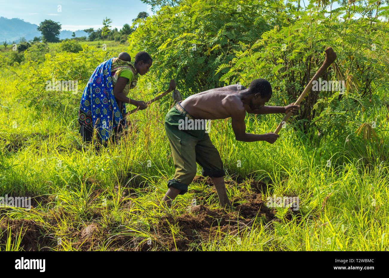 Malawiani uomo e sua moglie, con il bambino sulla schiena, cancellare un campo usando il tradizionale zappatrici Foto Stock