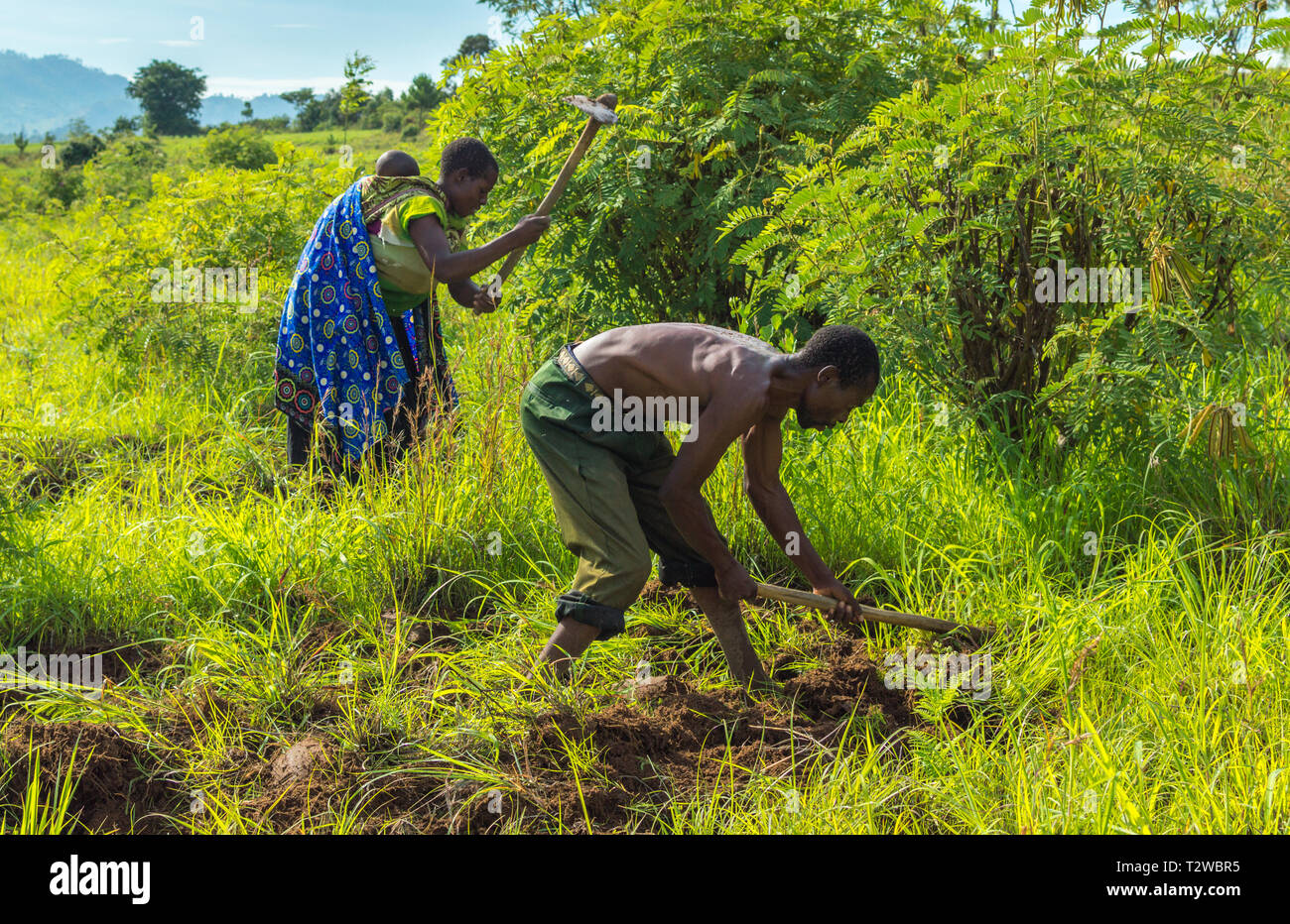Malawiani uomo e sua moglie, con il bambino sulla schiena, cancellare un campo usando il tradizionale zappatrici Foto Stock
