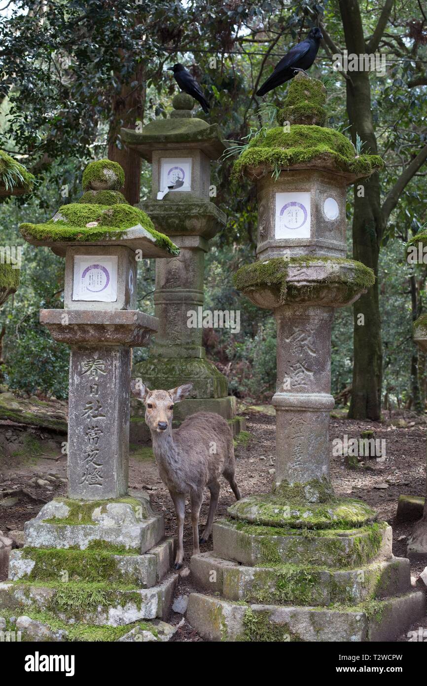 Deer in piedi tra le vecchie lanterne di pietra sul percorso di Kasuga Taisha Sacrario di Nara, Giappone. Foto Stock
