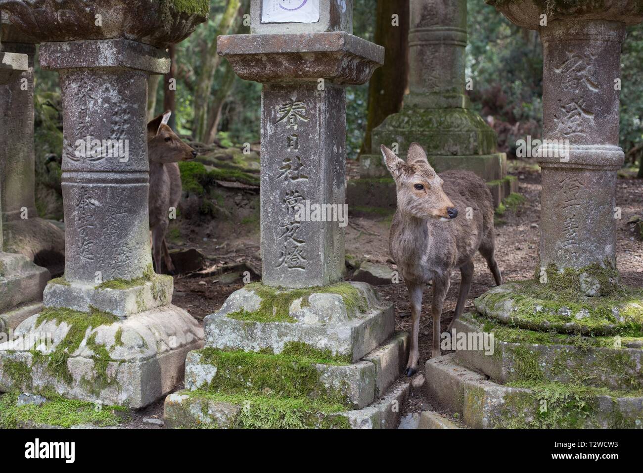 Deer in piedi tra le vecchie lanterne di pietra sul percorso di Kasuga Taisha Sacrario di Nara, Giappone. Foto Stock