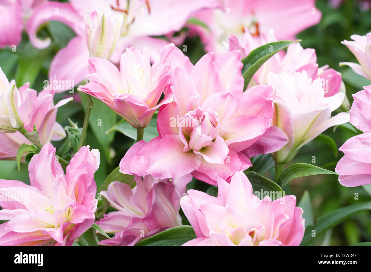 Lotus Lily fiori. Foto Stock