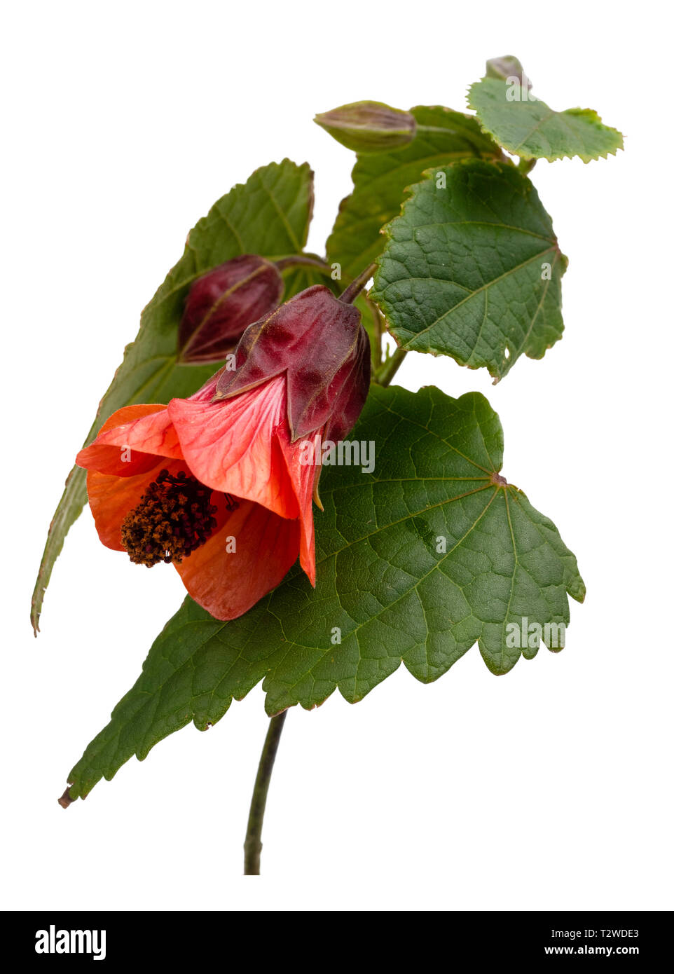 Campana arancione fiore della metà hardy, lax arbusto crescente, Abutilon "Patrick Synge", isolata su bianco Foto Stock