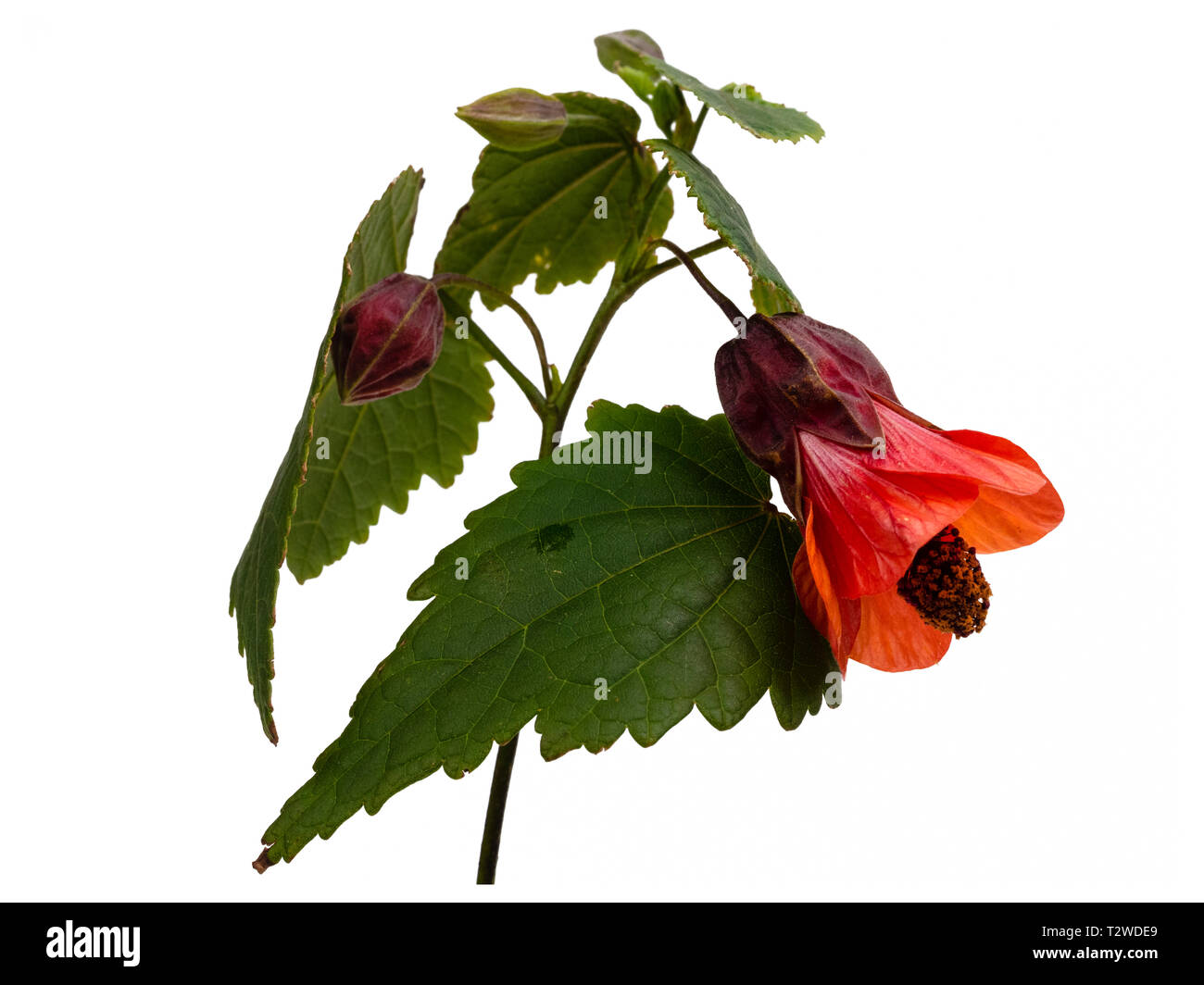 Campana arancione fiore della metà hardy, lax arbusto crescente, Abutilon "Patrick Synge", isolata su bianco Foto Stock