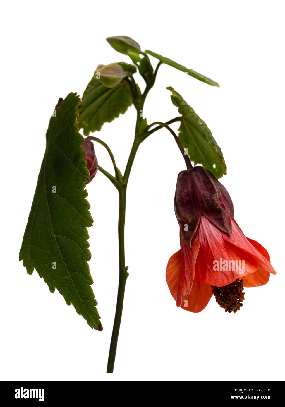 Campana arancione fiore della metà hardy, lax arbusto crescente, Abutilon "Patrick Synge", isolata su bianco Foto Stock