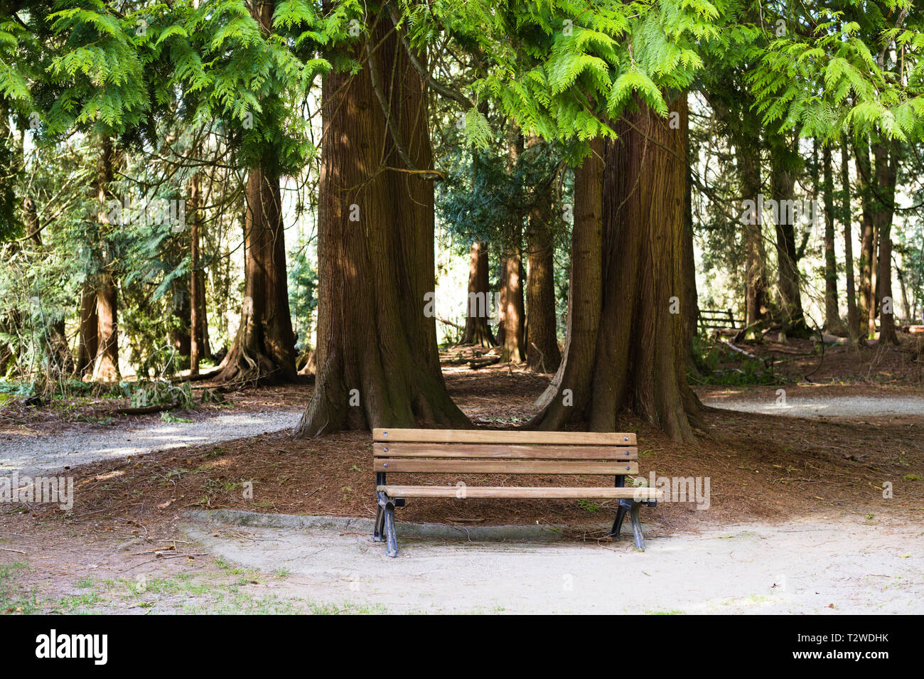 Una panca in legno nei giardini di Bear Creek Park, Surrey, British Columbia, Canada Foto Stock