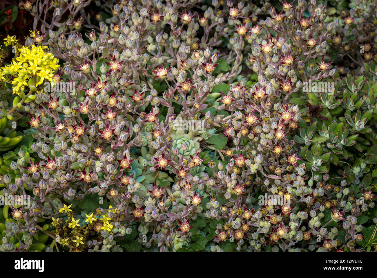 - Dudleya Echeveria piante succulente con fiori Foto Stock