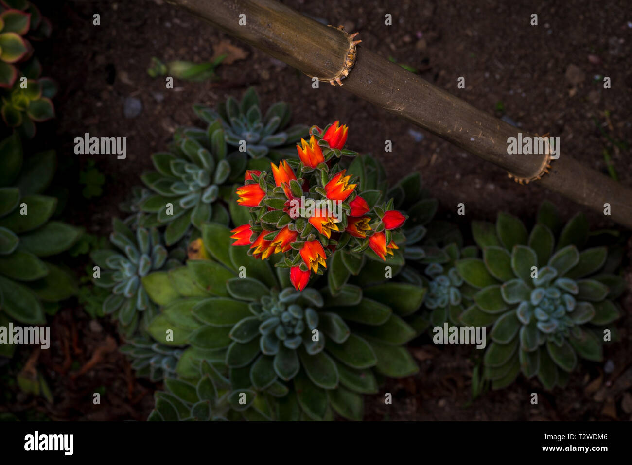 Piante succulente fioritura Foto Stock Piante succulente fioritura Foto Stock