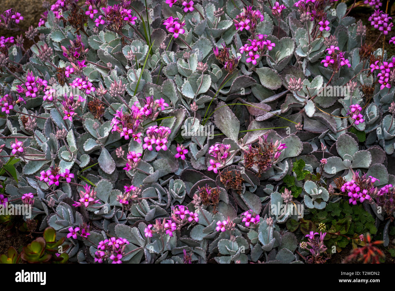 Le piante succulente con fiori Foto Stock