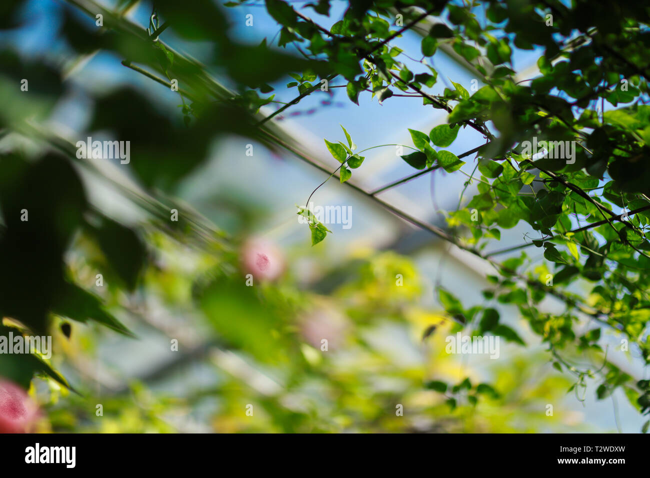 Bel Verde foglie in Toronto Orto Botanico Foto Stock