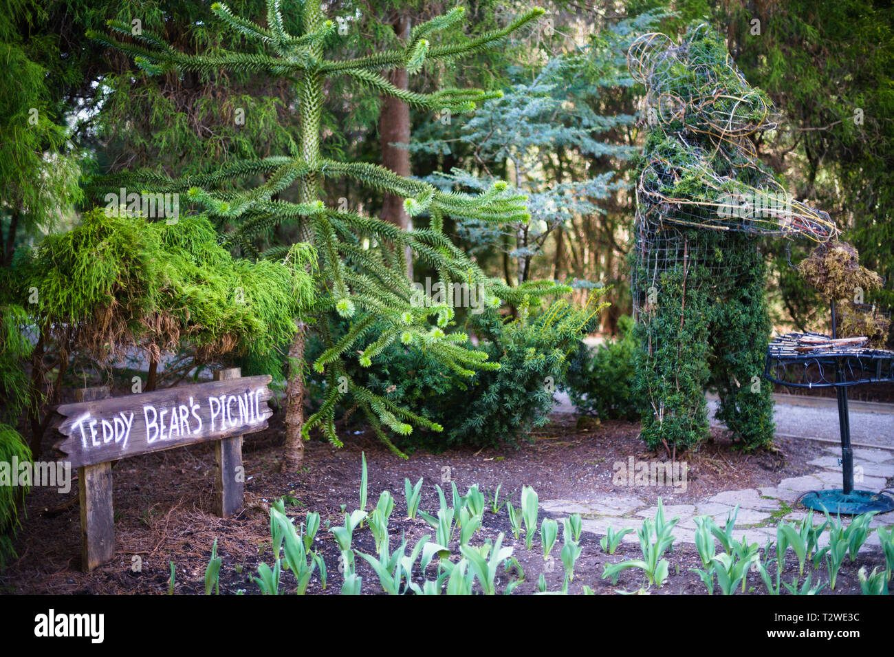 Monkey-Puzzle Trees e orsacchiotti da picnic al Bear Creek Park di Surrey, British Columbia, Canada Foto Stock