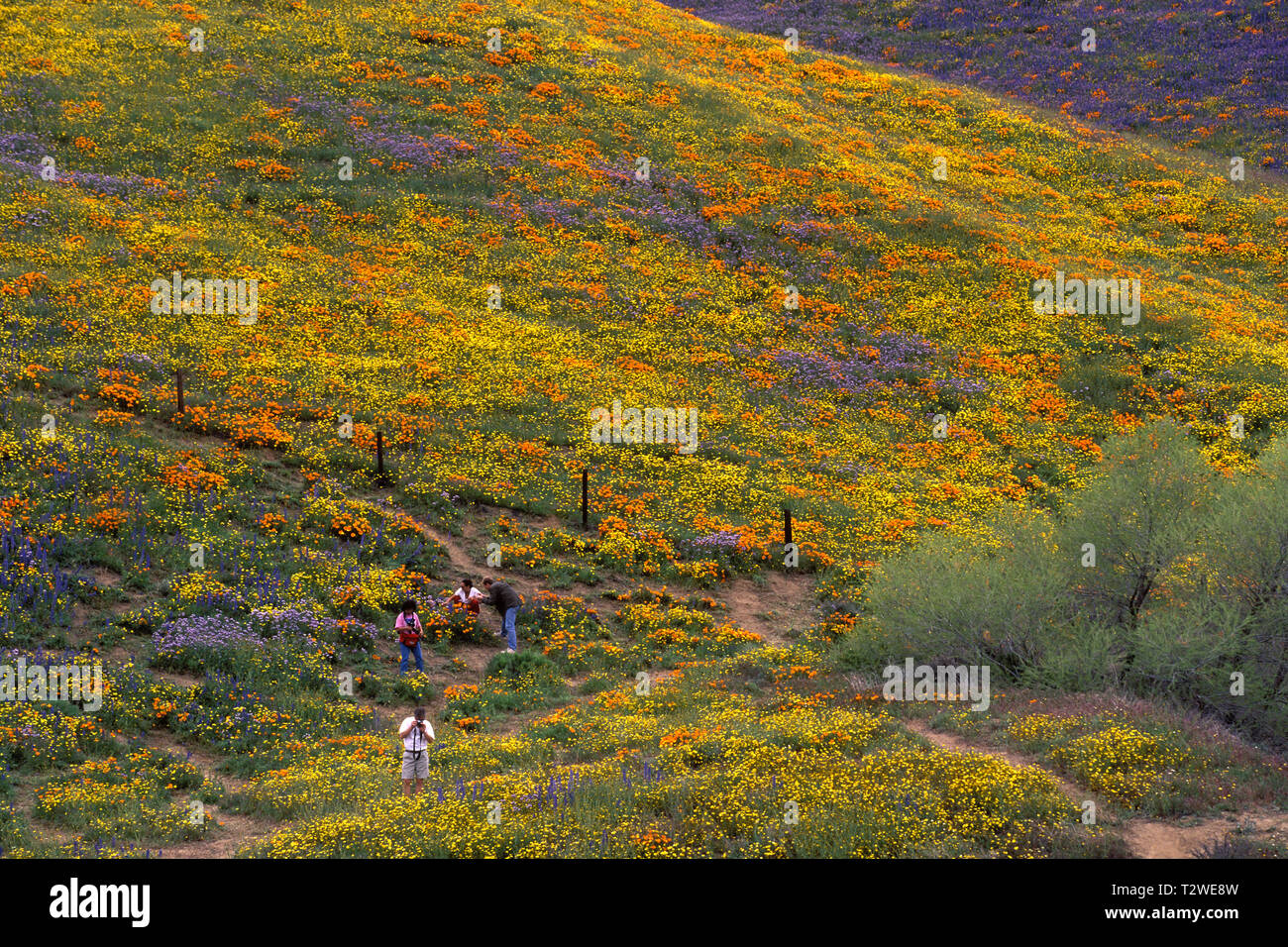 California poppies Eschscholtzia californica 'Super bloom' nelle colline della California del sud Foto Stock