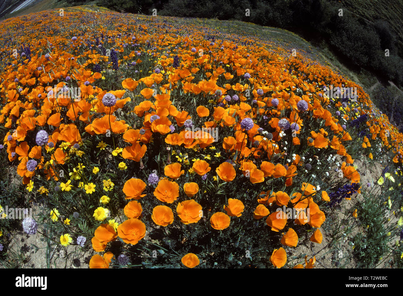 California poppies Eschscholtzia californica 'Super bloom' nelle colline della California del sud Foto Stock