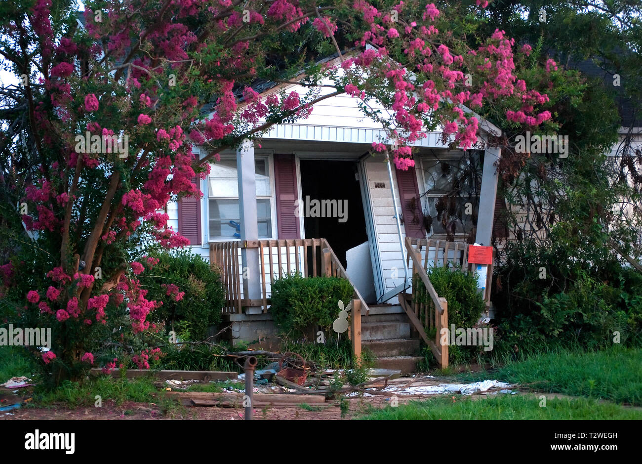 Un arricciato albero di mirto fiorisce nella parte anteriore di una casa distrutta dall'Aprile 27 tornado, luglio 26, 2011 in Tuscaloosa, Alabama. Foto Stock