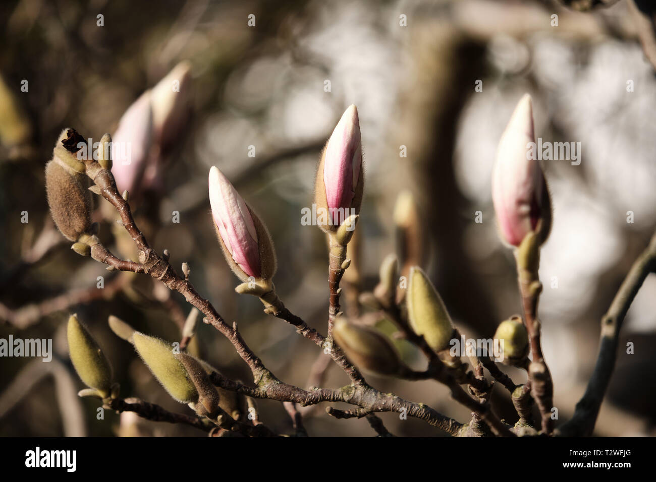 Di un bel colore rosa lampadine Magnolia visto in primavera. Foto Stock
