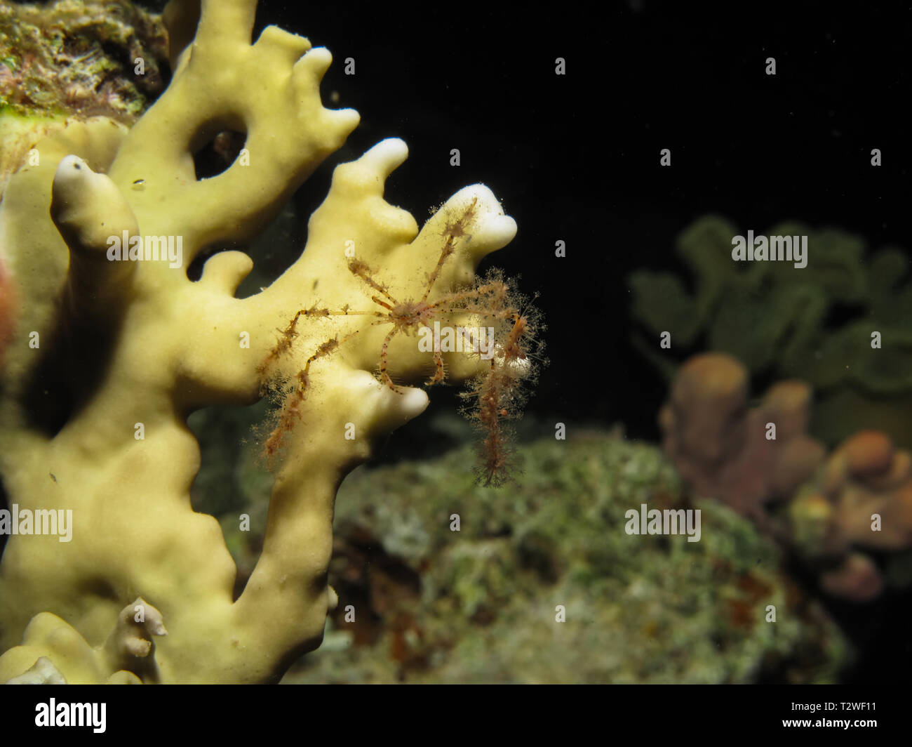 Soft Coral grancevola (Achaeus spinosus). Prendendo in Mar Rosso, Egitto. Foto Stock