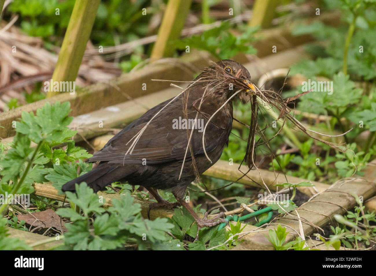CIOTOLE PER NIDIFICAZIONE Uccellini Canarini Gabbia Per Allevamento Pappagalli Colibrì Casa - Foto 9