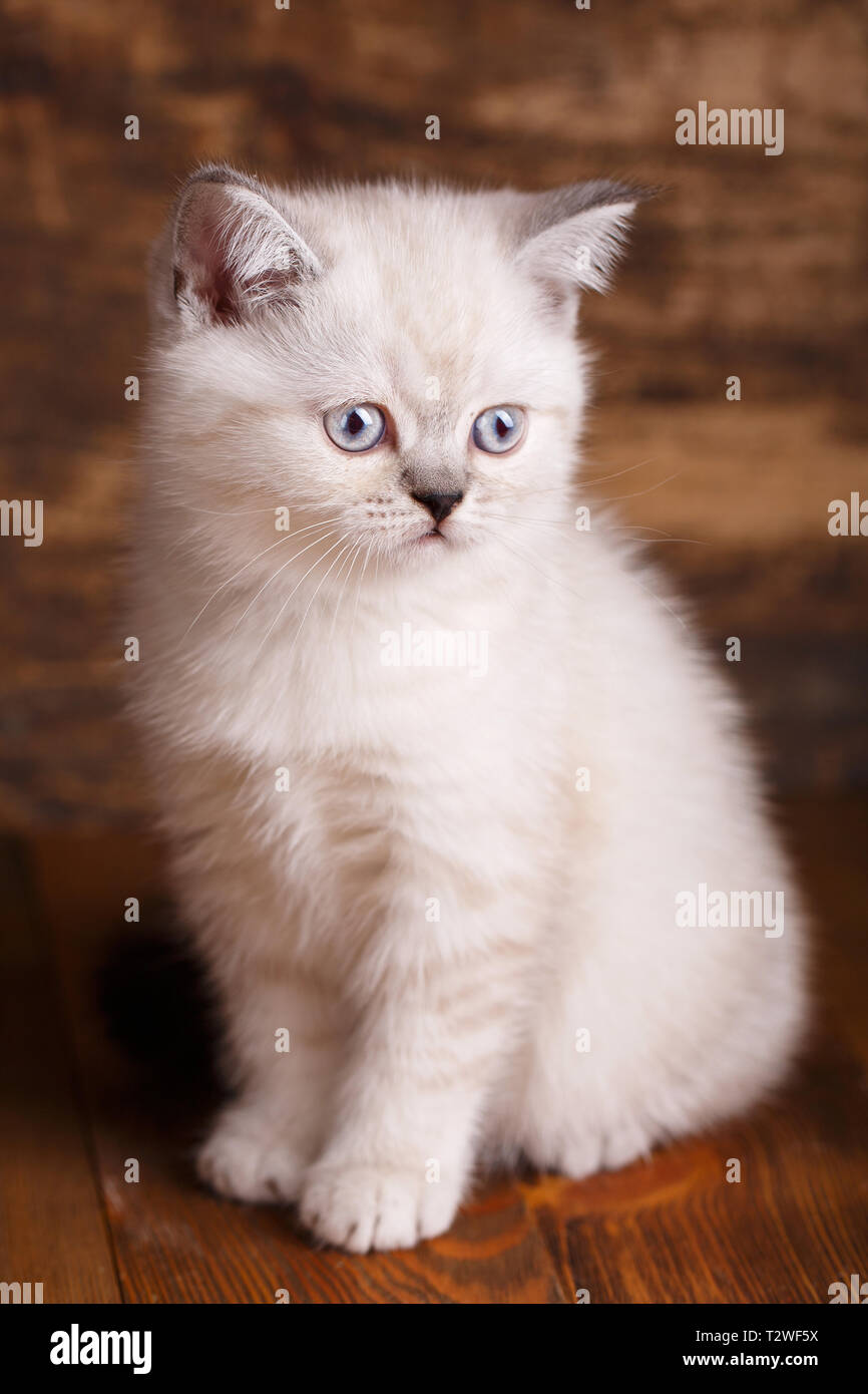 Scottish dritto cat color crema. Modello per la cartolina alla giornata della donna. Soffice bianco gattino guarda a destra Foto Stock