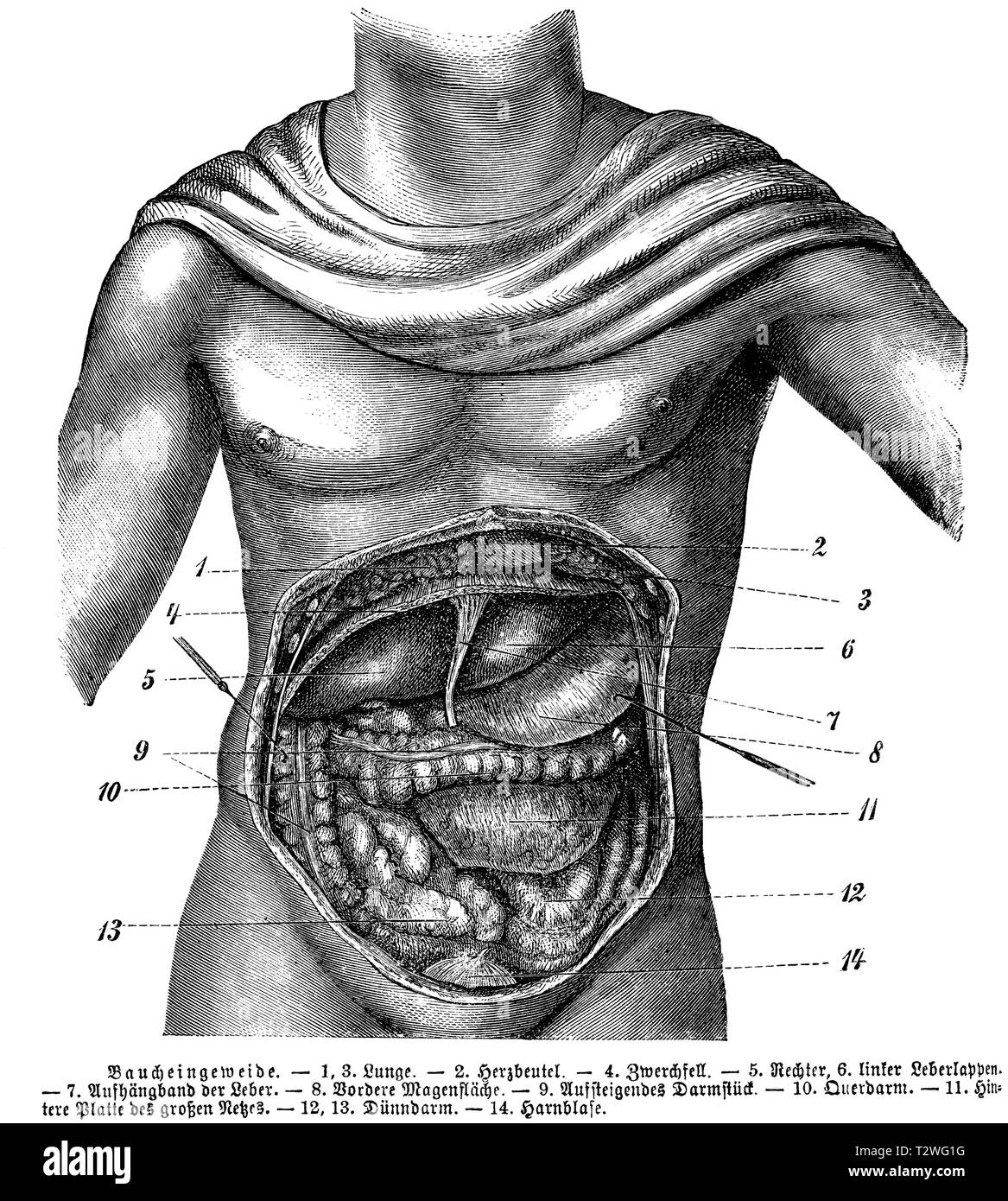 Umano: visceri addominali, 1, 3) del polmone, 2) pericardio, 4) Diaframma, 5) diritto lobo del fegato, 6) lobo sinistro del fegato, 7) legamento sospensivo del fegato, 8) anteriore della superficie dello stomaco, 9) crescente intestinale, 10) alettone, 11) a maglie larghe della piastra posteriore, 12, 13) il piccolo intestino, 14) della vescica, anonym 1887 Foto Stock