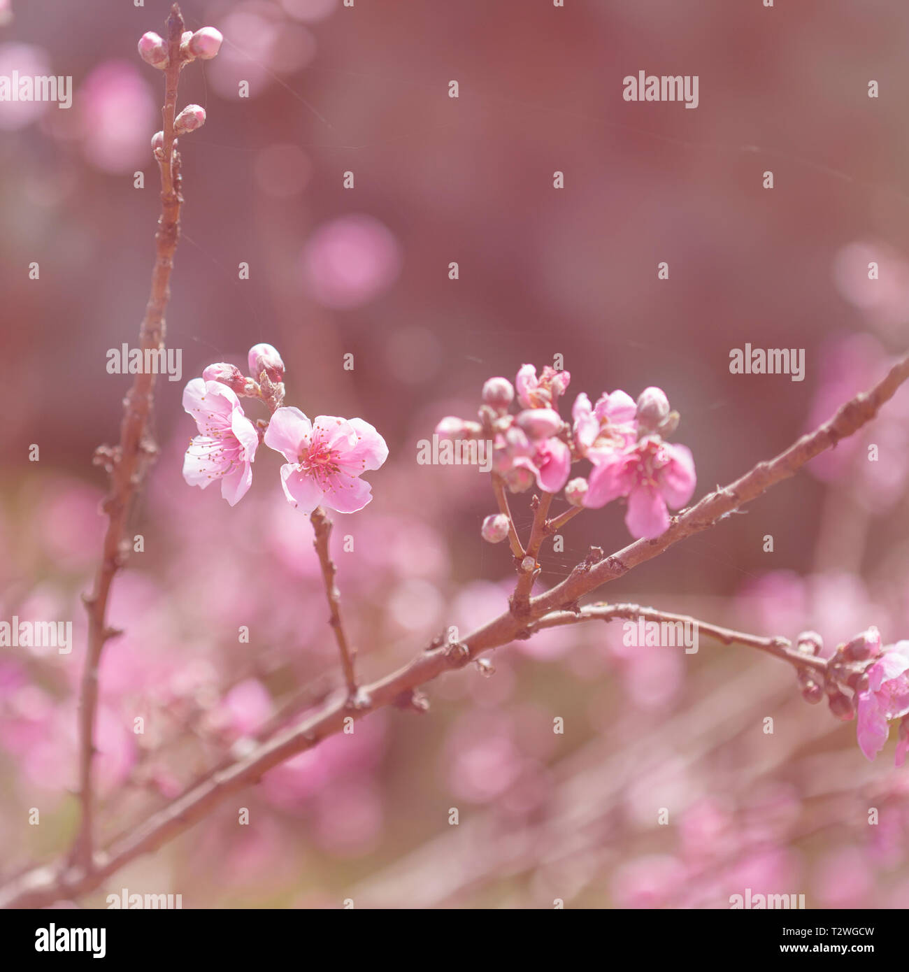 Fioriture primaverili sfondo con la fioritura di pesche filiali Foto Stock