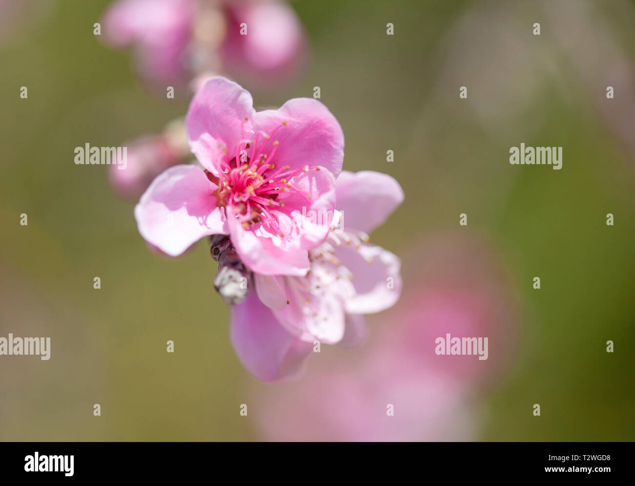 Fioriture primaverili sfondo con la fioritura di pesche filiali Foto Stock