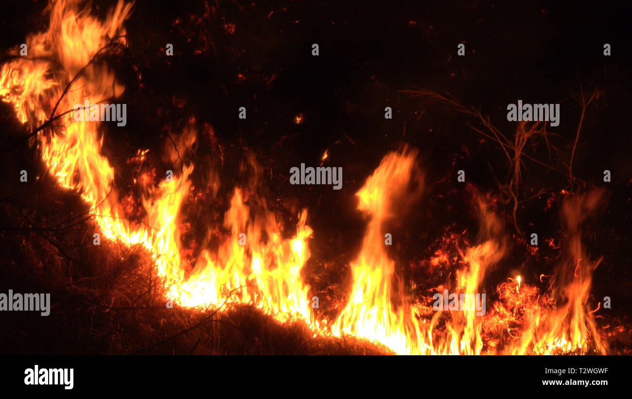 Incendio di foresta di notte, wildfire, fuoco, montagna, di legno bruciato Foto Stock