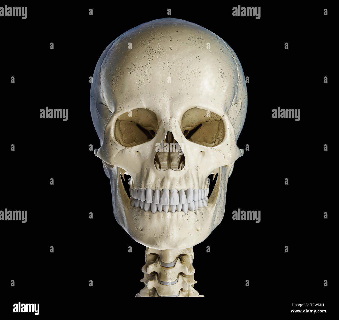 Cranio umano visto dalla parte anteriore. Su sfondo nero. Foto Stock