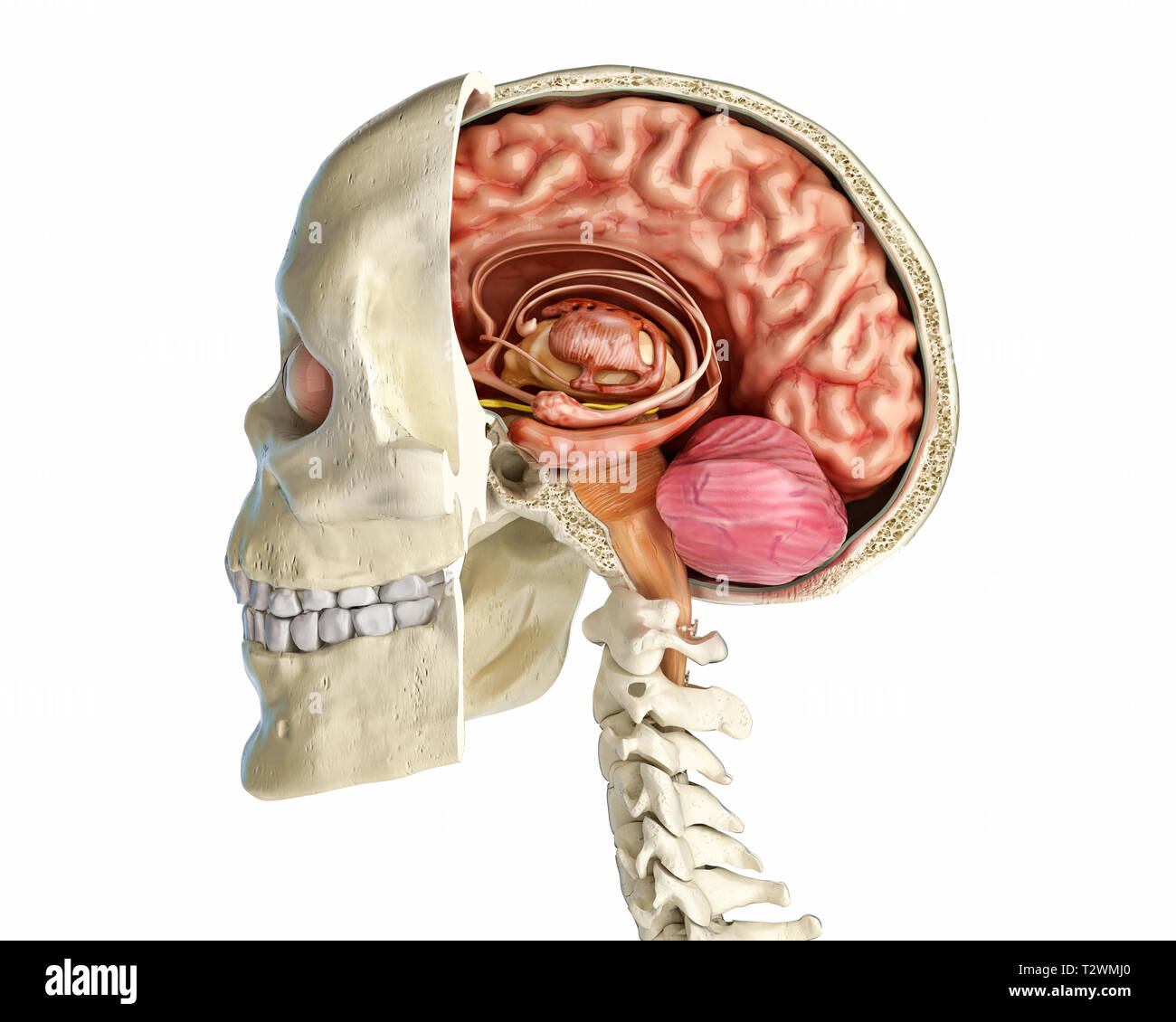 Cranio umano sagittale metà sezione con il cervello. Vista laterale su sfondo bianco. Foto Stock