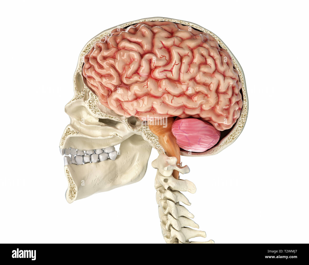 Cranio umano sagittale metà sezione con il cervello. Vista laterale su sfondo nero. Foto Stock