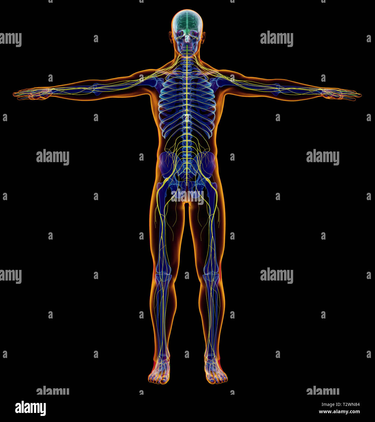 L'uomo schema x-ray sistema nervoso. Figura intera su sfondo nero. Foto Stock