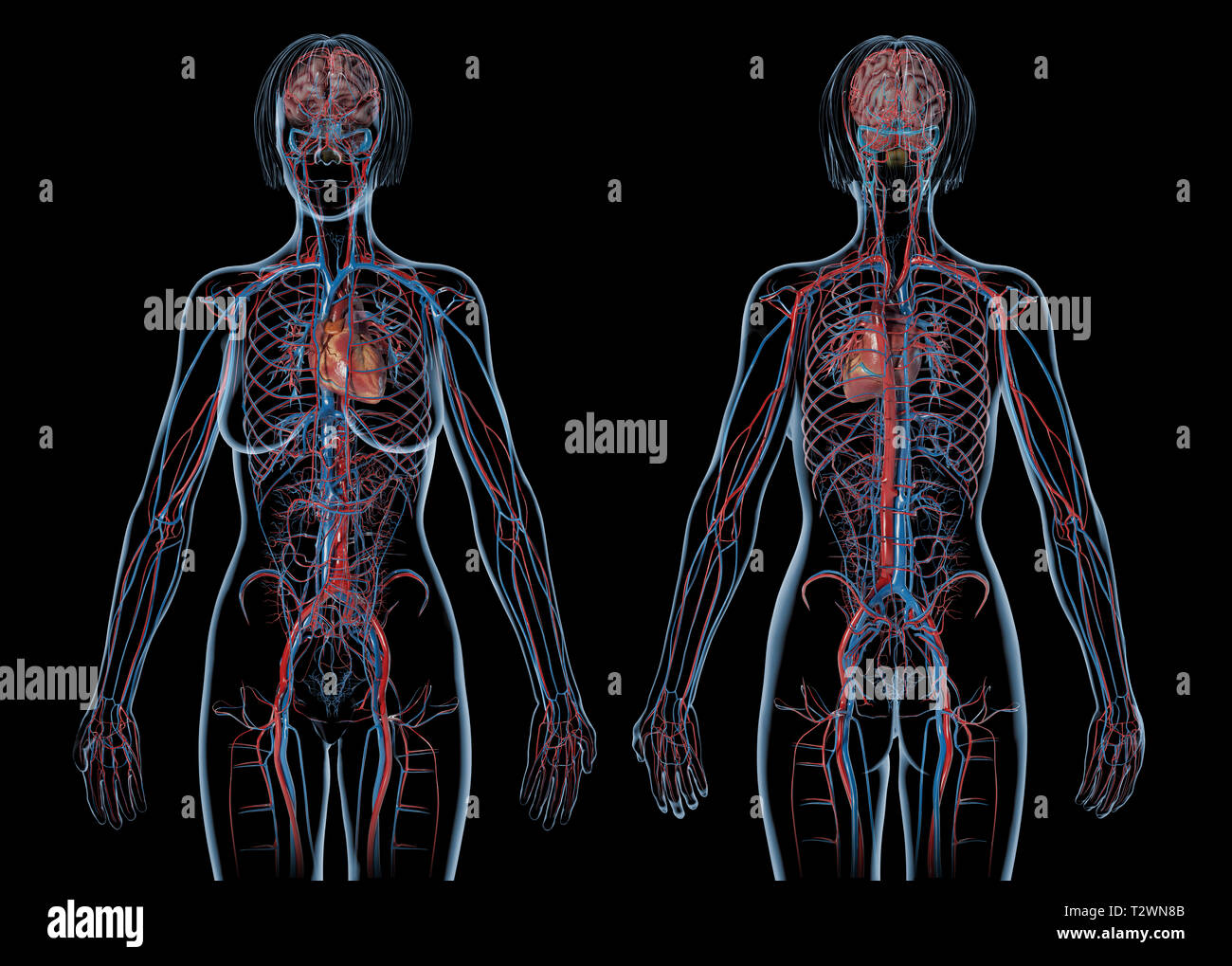 La donna sistema cardiovascolare, posteriore e anteriore viste. Su sfondo nero. Foto Stock
