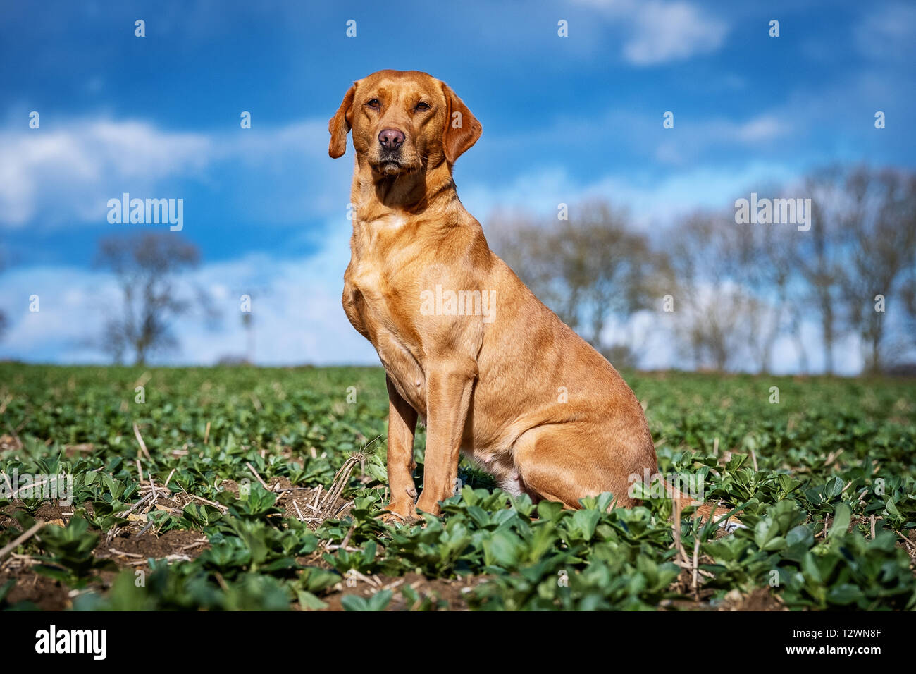 Ritratti di cane e cane da lavoro immagini Foto Stock