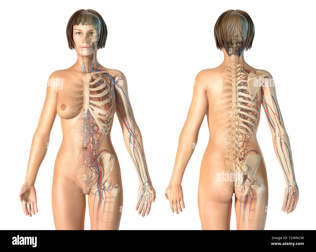 Donna anatomia del sistema cardiovascolare con scheletro, posteriore e viste frontali. Su sfondo bianco. Foto Stock