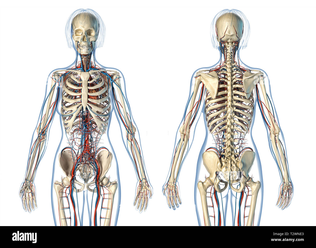 Donna anatomia del sistema cardiovascolare con scheletro, posteriore e viste frontali. Su sfondo bianco. Foto Stock