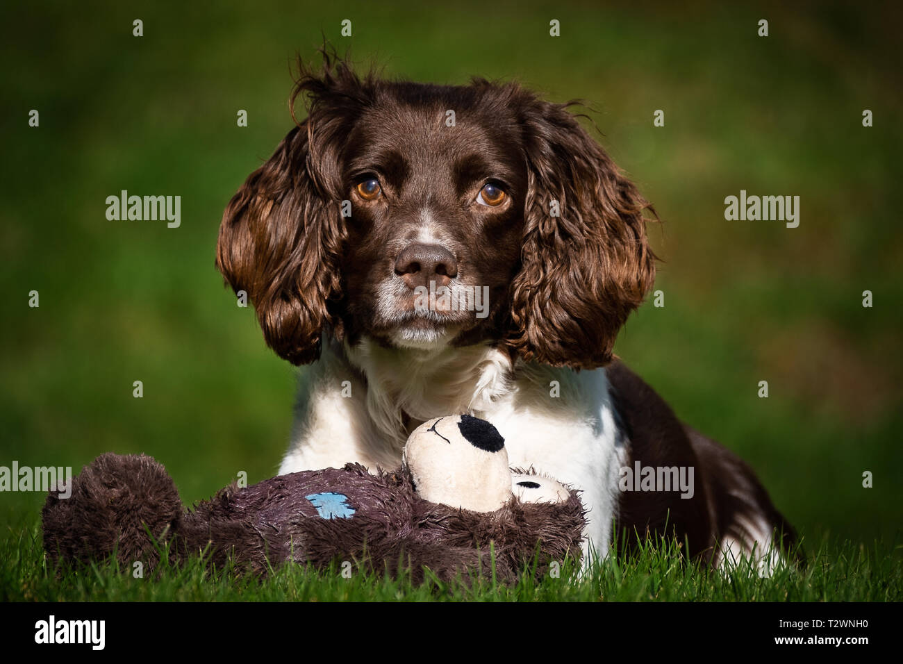 Ritratti di cane e cane da lavoro immagini Foto Stock