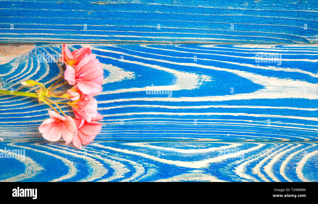 Il fiore di geranio di corallo si trova a colori su sfondo bianco. Close-up Foto Stock