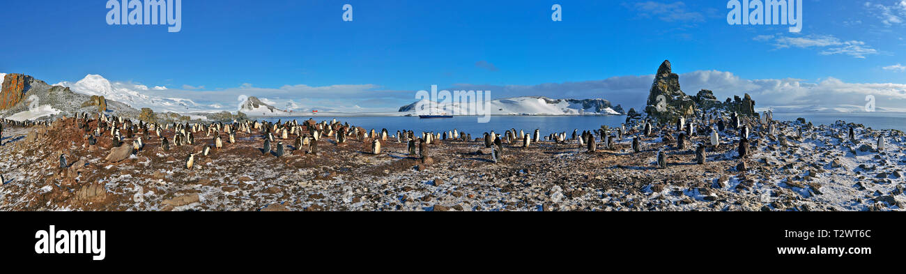 Pinguini Chinstrap (Pygoscelis Antartide), grande colonia di pinguini sull Isola Georgia del Sud Foto Stock